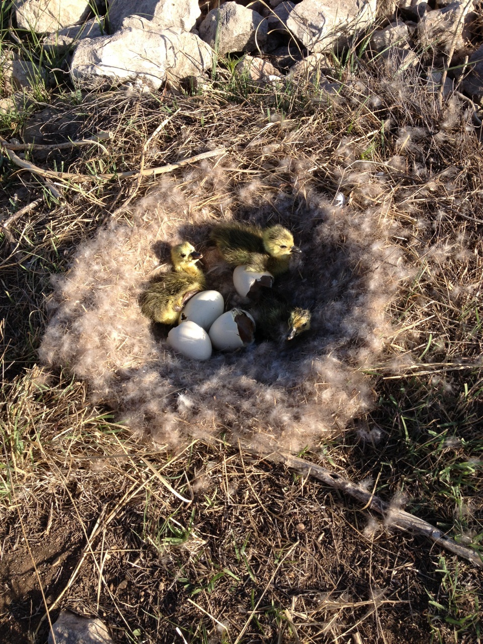 Baby Geese hatching at Amarillo Regulating Reservoir